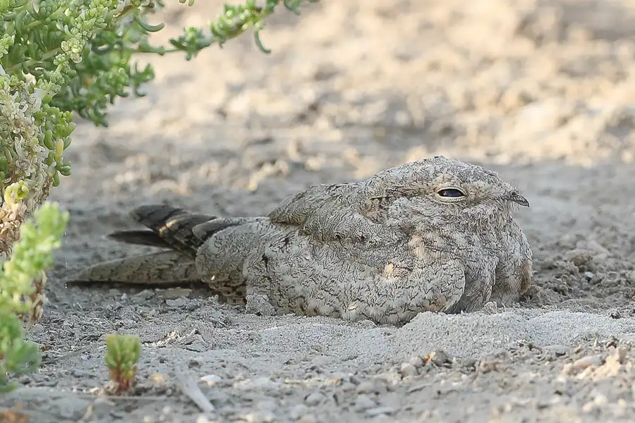 Egyptian Nightjar resting on pale sandy ground near low vegetation